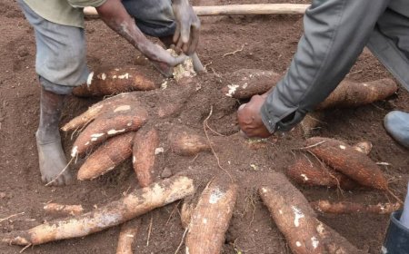 Hatangijwe Uburyo Bushya bwo Guhinga Imyumbati Umusaruro ukikuba gatatu-Zai pit