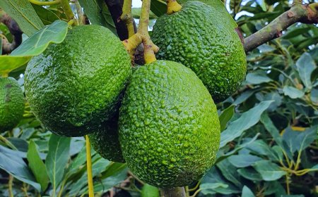 Imbuto N’Imboga Biri Mu Bikomeje Kwinjiriza u Rwanda akayabo