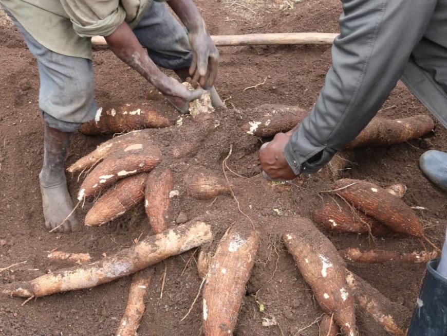 Hatangijwe Uburyo Bushya bwo Guhinga Imyumbati Umusaruro ukikuba gatatu-Zai pit