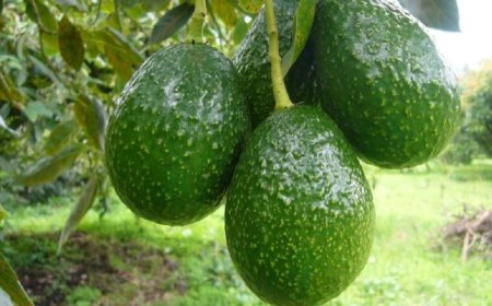 Uburyo bwo kongerera ibihingwa ubushobozi bugiye gutangira gukoreshwa mu Rwanda