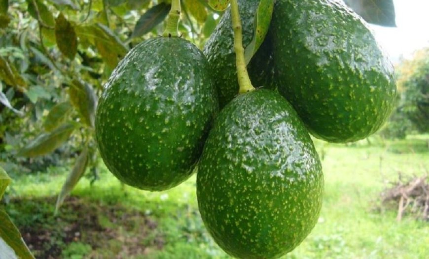 Uburyo bwo kongerera ibihingwa ubushobozi bugiye gutangira gukoreshwa mu Rwanda